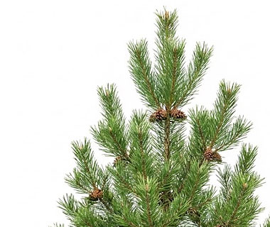 taimekeskuse.ee-menu-harilik-mand-Pinus-sylvestris