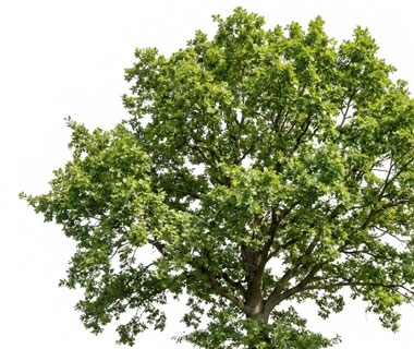 taimekeskuse.ee-menu-harilik-tamm-Quercus-robur