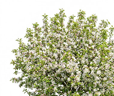 taimekeskuse.ee-menu-ounapuu-malus-domestica