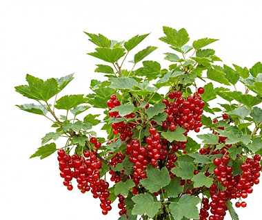 taimekeskuse.ee-menu-punane-sostar-Ribes-rubrum