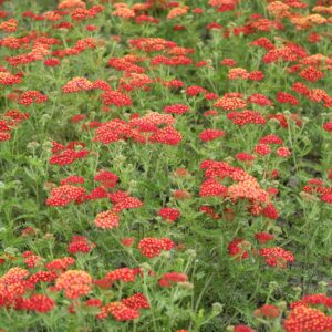 Harilik raudrohi 'Paprika'