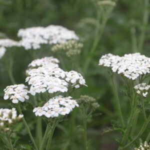 Harilik raudrohi 'Weisses Wunder'