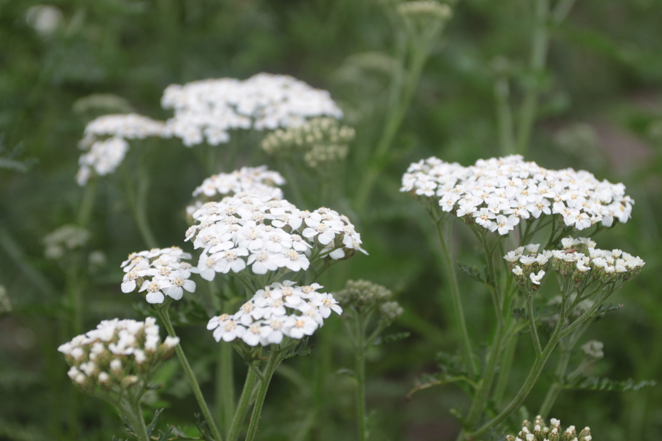 Harilik raudrohi 'Weisses Wunder'