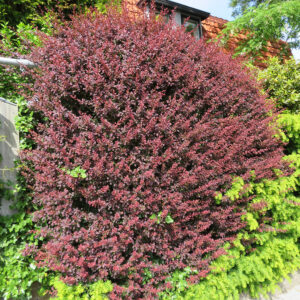 Thunbergi Kukerpuu ‘Atropurpurea’