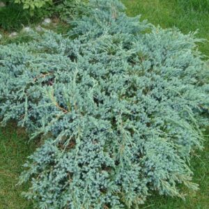 Kirju kadakas 'Blue Carpet'