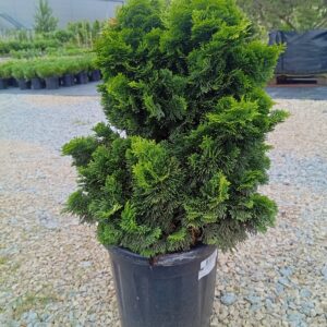 Tömbilehine ebaküpress 'Nana Gracilis'