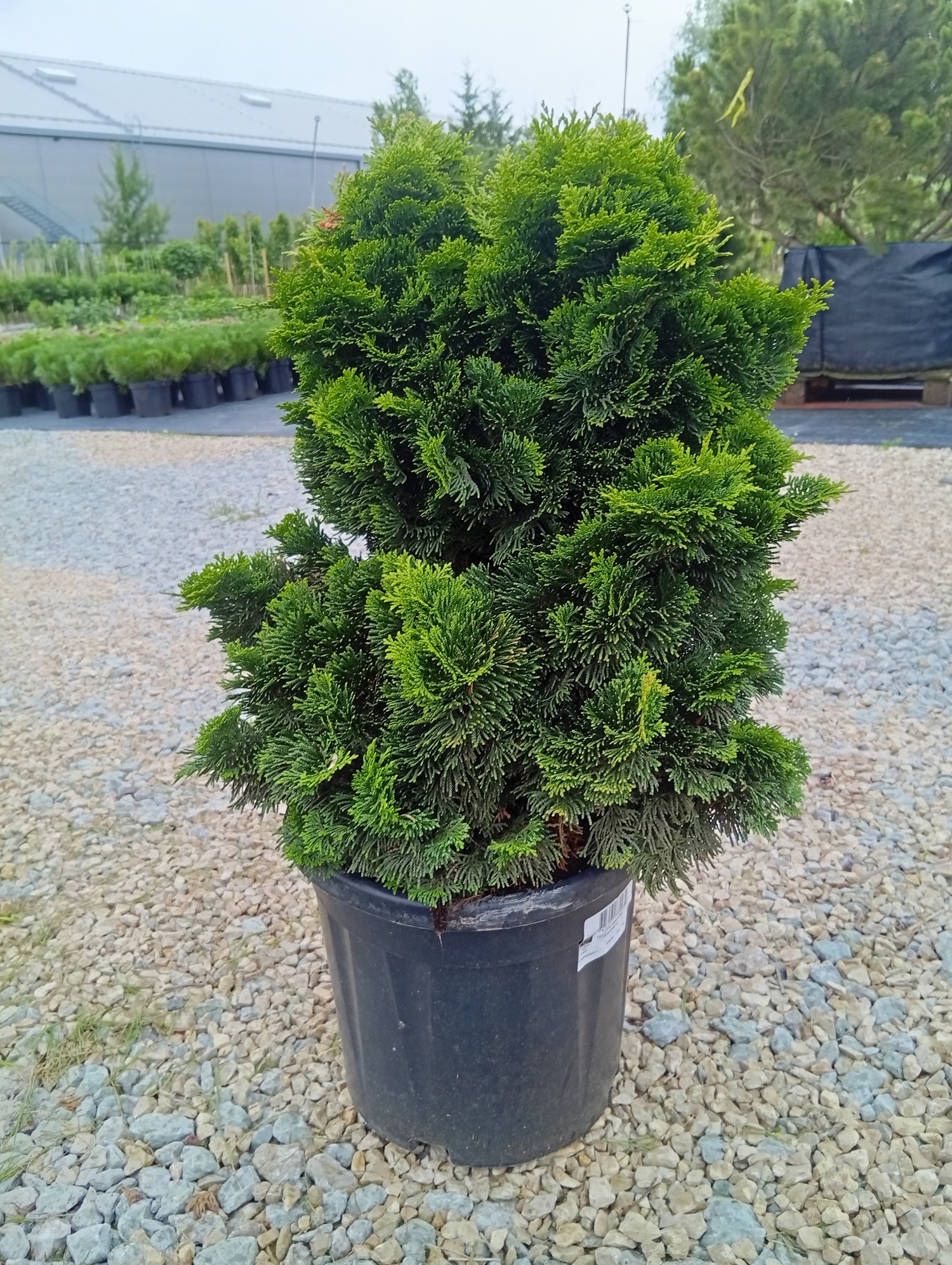 Tömbilehine ebaküpress 'Nana Gracilis'