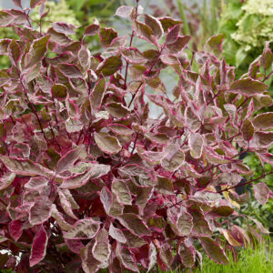 Siberi kontpuu 'Miracle'