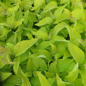 Siberi kontpuu 'Aurea'