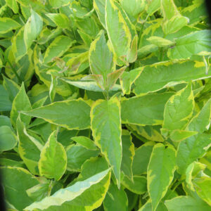 Siberi Kontpuu ‘Spaethii’