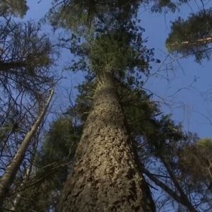 Harilik ebatsuuga, 50 tk, kõrgus 50+ cm