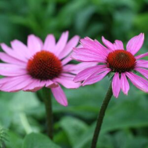 Purpur-siilkübar 'Magnus'