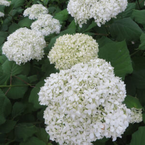 Puishortensia 'Annabelle'