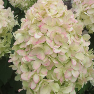 Aedhortensia 'Limelight'