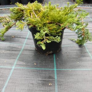 Roomav kadakas 'Wiltonii'