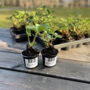 Aedmaasikas 'Honeoye' 12-pakk