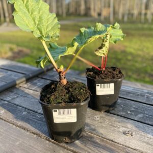 Kurdlehine rabarber 'Red Champagne'