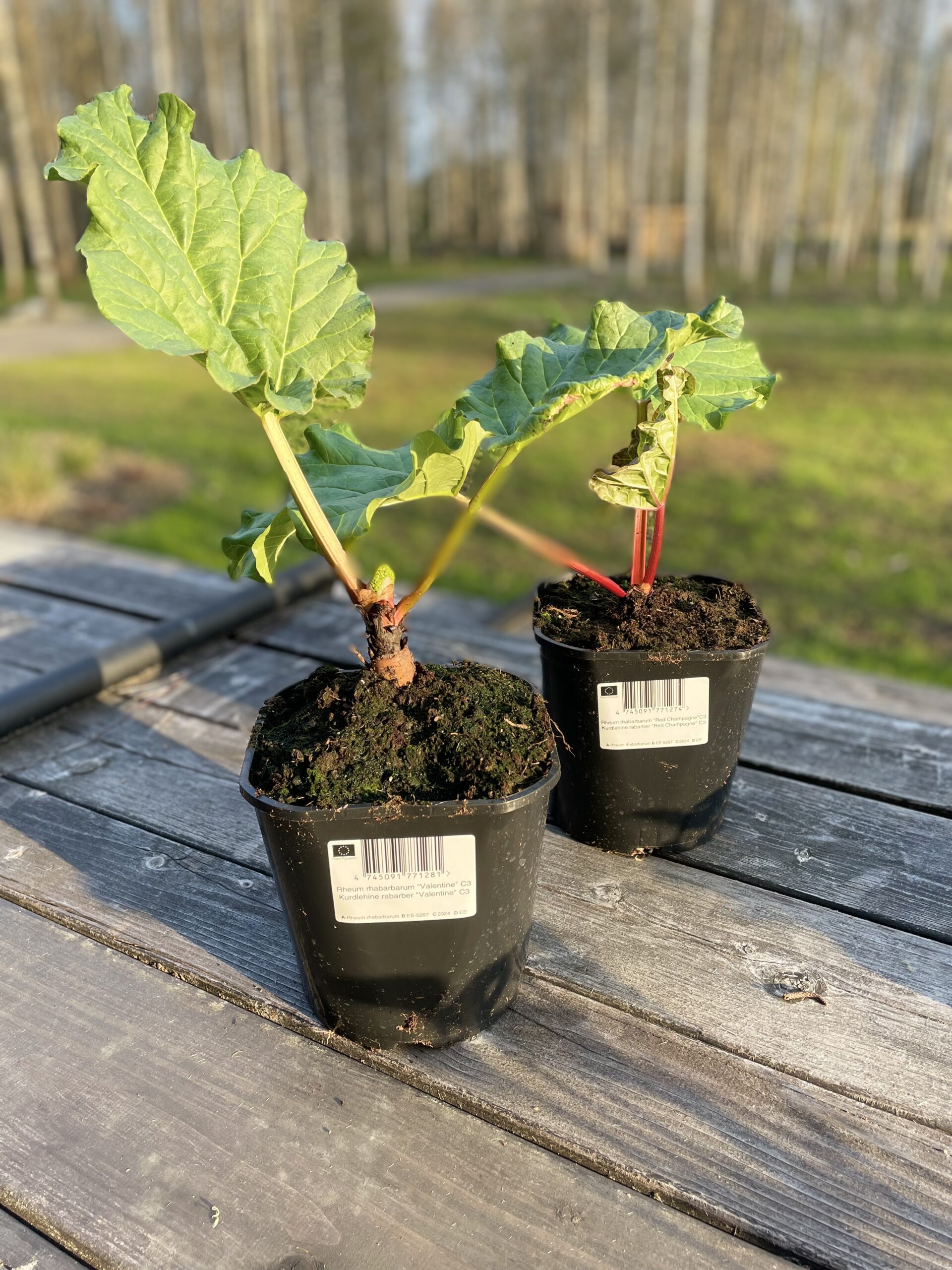 Kurdlehine rabarber 'Red Champagne'