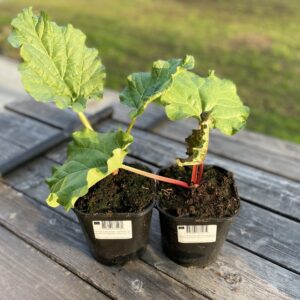 Kurdlehine rabarber 'Valentine'