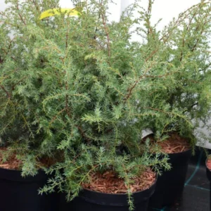 Harilik kadakas ‘Hibernica’