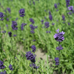 Tähklavendel 'Hidcote Blue Strain'