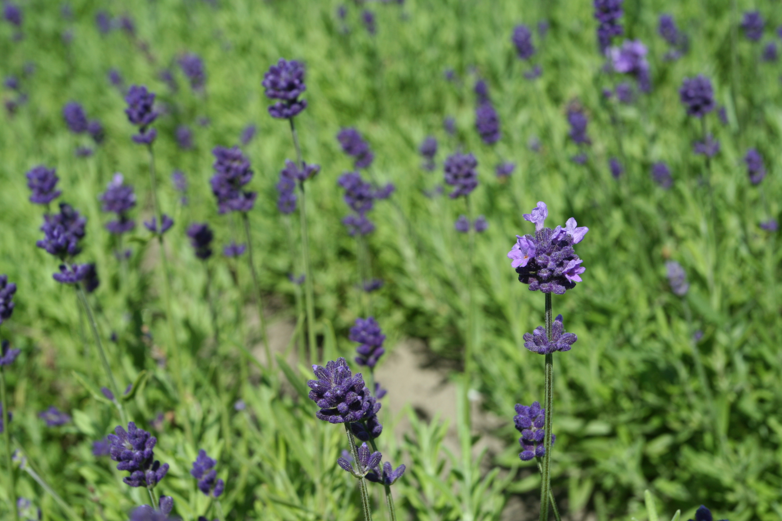 Tähklavendel 'Hidcote Blue Strain'