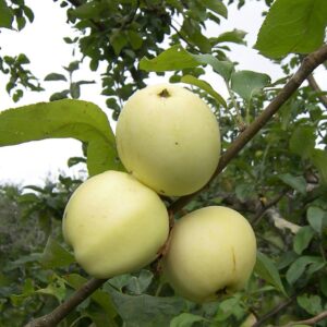 Õunapuu 'Valge klaar'