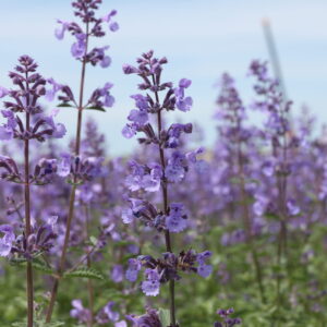 Faasseni naistenõges 'Walker's Low'