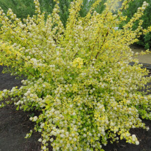 Lodjapuulehine põisenelas 'Nugget'