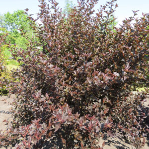 Lodjapuulehine põisenelas 'Red Baron'