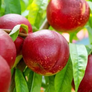 Nektariinipuu 'Harco'