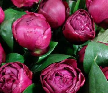 Pojeng 'Red Sarah Bernhardt' (Fiona) - Image 2