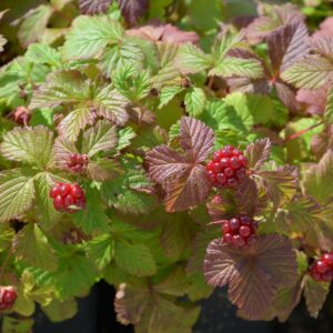 Mesimurakas 'Marika'