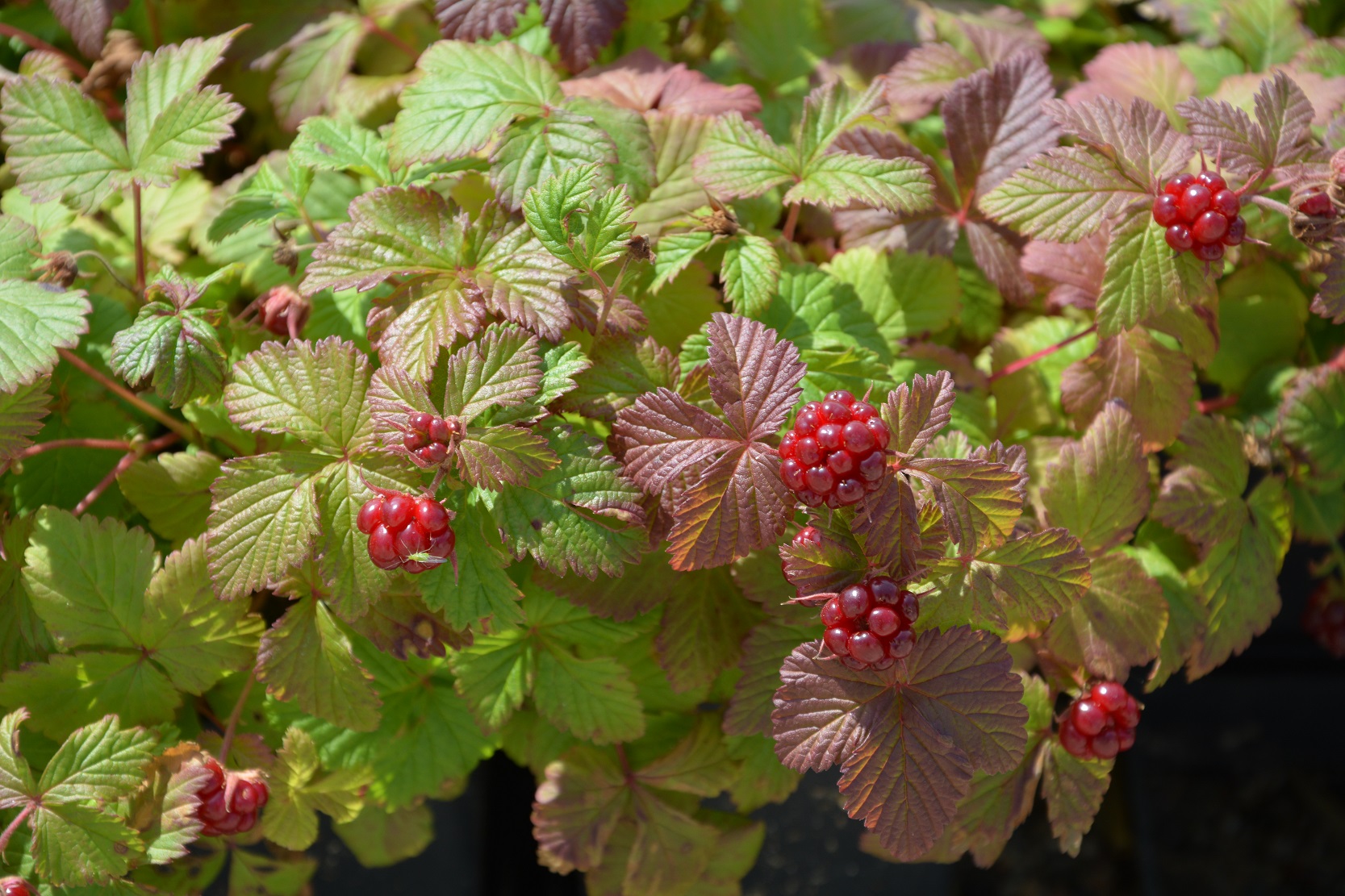 Mesimurakas 'Marika'