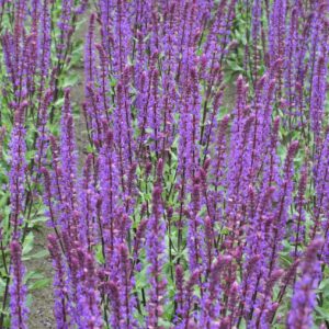 Metssalvei 'Caradonna'