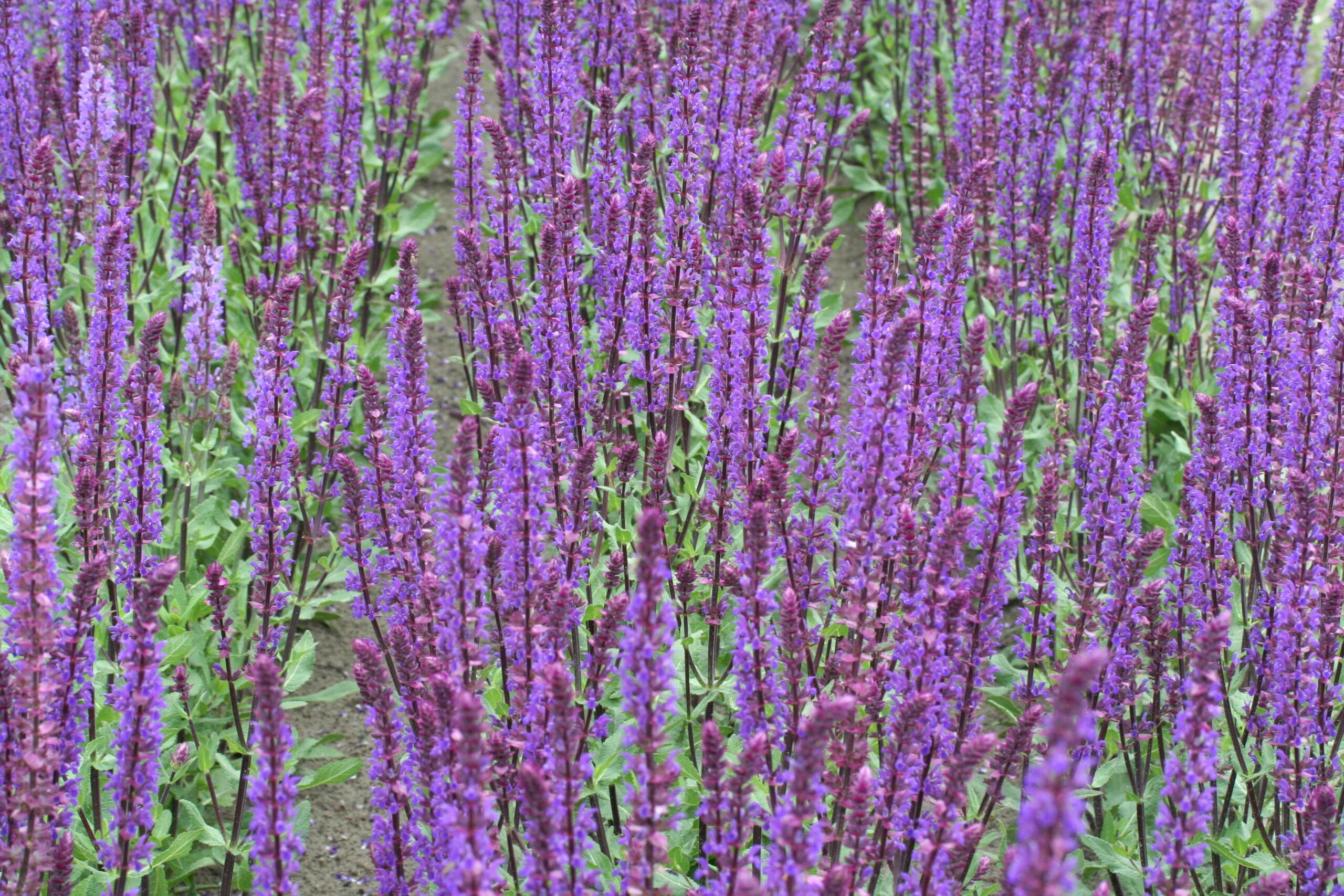 Metssalvei 'Caradonna'