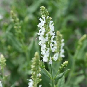 Metssalvei 'Schneehügel'