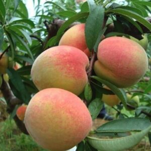 Harilik virsikupuu 'Shevcenko'