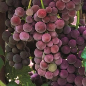 Viinapuu 'Swenson Red'