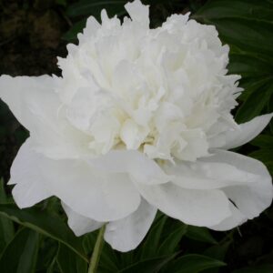 Pojeng 'White Towers'