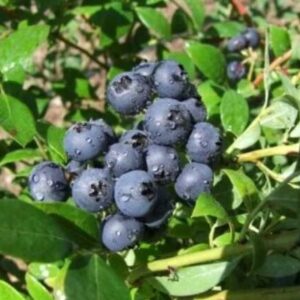 Kultuurmustikas 'Aino'