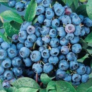 Kultuurmustikas 'Alvar'