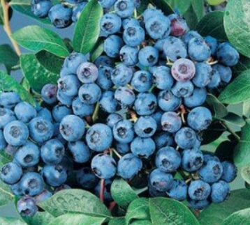 Kultuurmustikas 'Alvar'