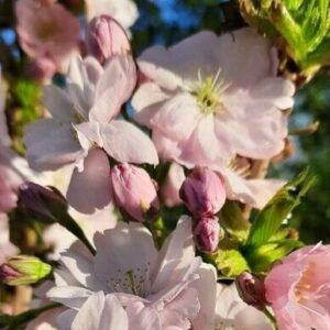 Peensaagjas kirsipuu 'Amanoagava'