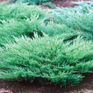 Roomav kadakas 'Andorra Compact'