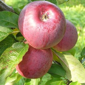 Sammasõunapuu 'Anite'