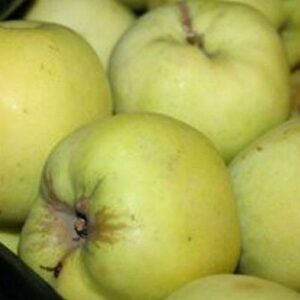 Õunapuu 'Antonovka'