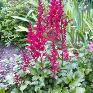 Arendsi astilbe 'Spartan'