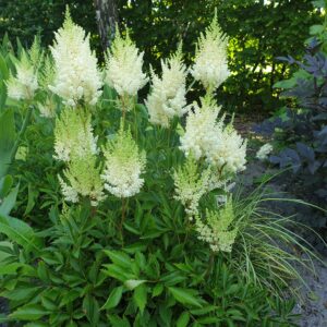 Arendsi astilbe 'Weisse Gloria'