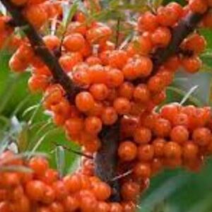 Harilik astelpaju 'Maria'